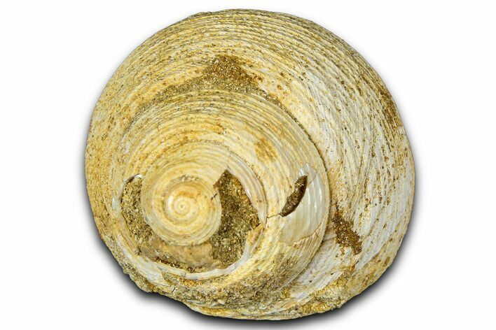 Miocene Fossil Sea Snail (Oxystella) Shell - France #365573